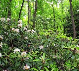 growing and maintaining rhododendrons, flowers, gardening, photo by Nicholas A Tonelli