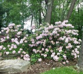 growing and maintaining rhododendrons, flowers, gardening