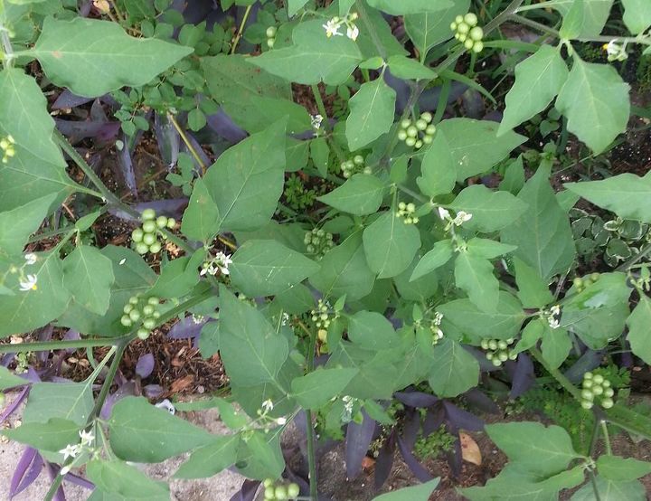 por favor me ajude a identificar esta erva ou planta