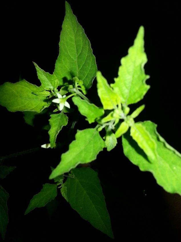 por favor me ajude a identificar esta erva ou planta