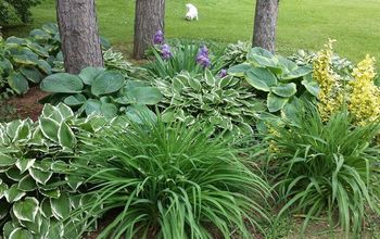 Our Garden Design With Hosta and Ground Cover