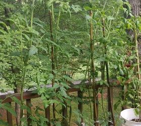 q tomato plant height, gardening, homesteading, Container tomatoes