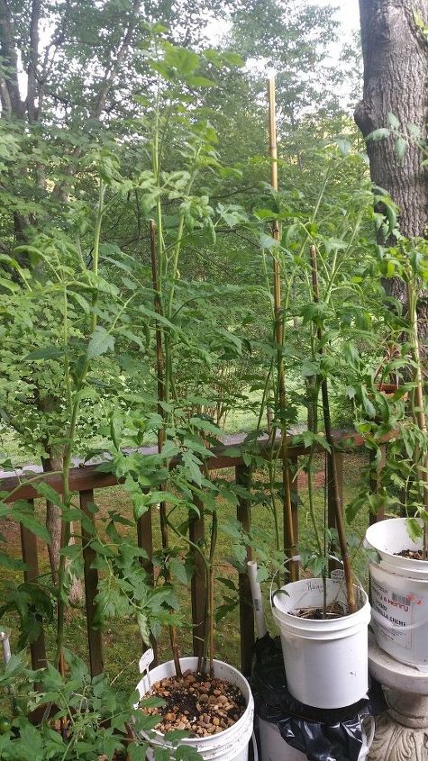 q tomato plant height, gardening, homesteading, Container tomatoes