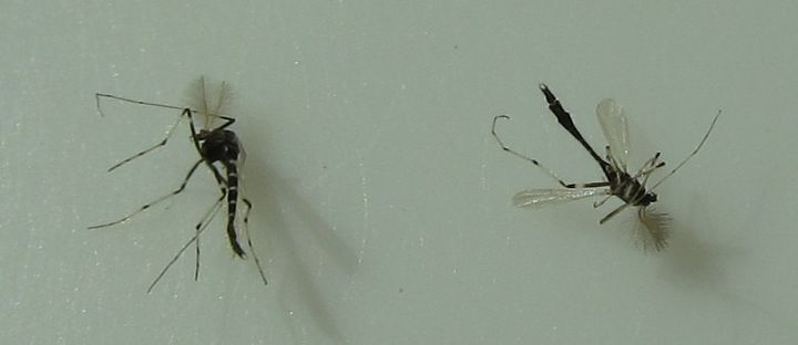 id these tiny bugs
