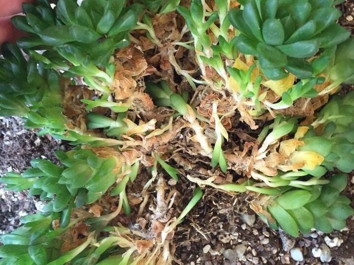 q dead succulent root, container gardening, flowers, gardening, succulents