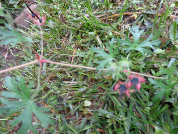 q plant identification, gardening, spike with seeds I suppose