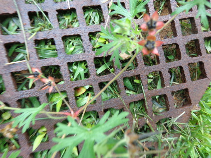 identificao da planta nome desta planta por favor, um plano de corredor