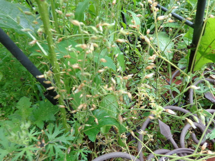 identificacin de la planta nombre de esta planta por favor, Esto tambi n i un corredor con la primera planta cuestionada IDENTIFICACI N