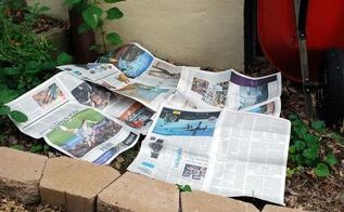 Caring For Your Aloe Vera Plants A Natural Medicine Chest