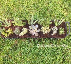 diy succulent centerpiece, container gardening, flowers, gardening, home decor, succulents
