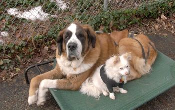 Is a clean house possible if you live with a Saint Bernard?