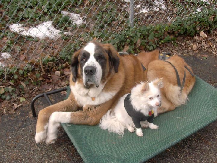 q how to keep a clean house with a saint bernard, cleaning tips, pets animals
