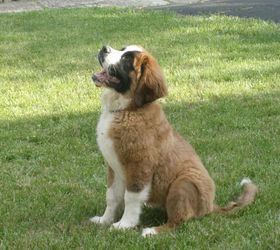is a clean house possible if you live with a saint bernard