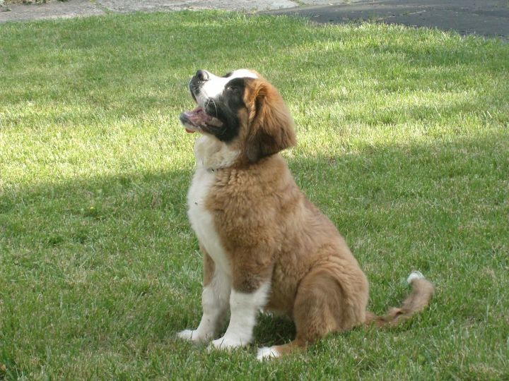 q how to keep a clean house with a saint bernard, cleaning tips, pets animals