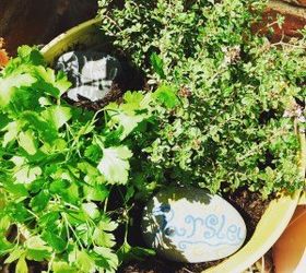plant a kitchen herb garden, container gardening, gardening, home decor