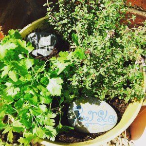 plant a kitchen herb garden hometalk