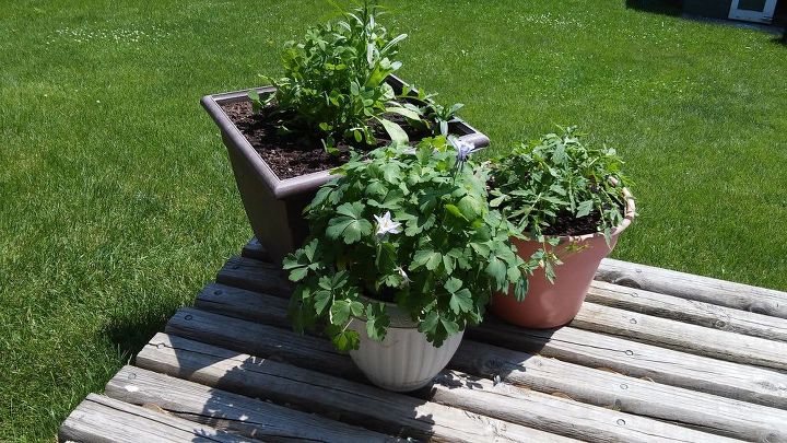 q columbine has little flowers, container gardening, flowers, gardening