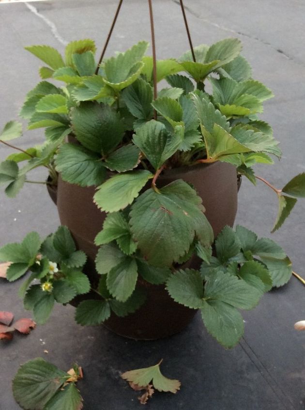 q problem with growing strawberries, container gardening, gardening