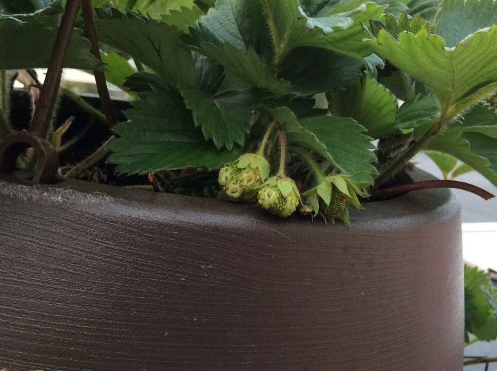 q problem with growing strawberries, container gardening, gardening