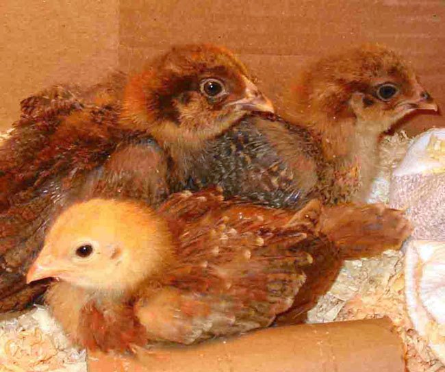 backyard chickens 101, go green, homesteading, outdoor living
