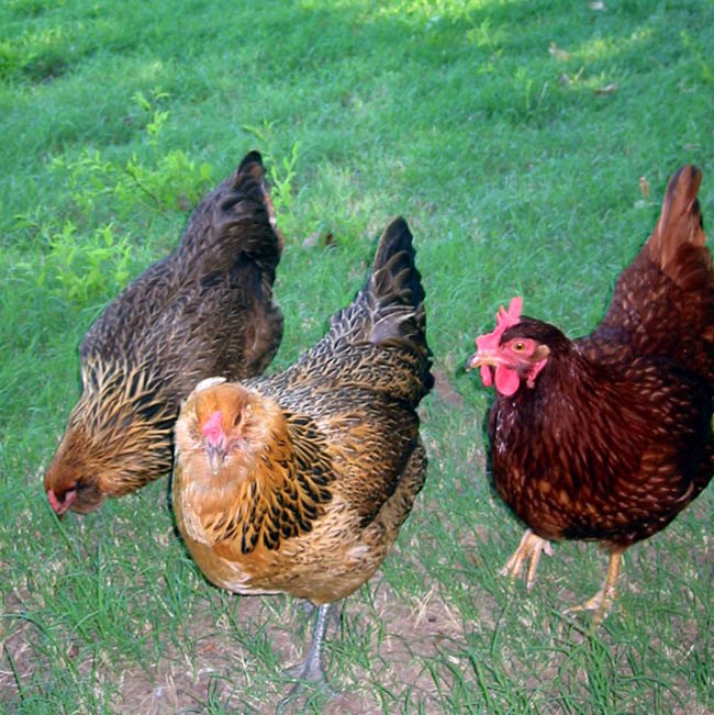 backyard chickens 101, go green, homesteading, outdoor living
