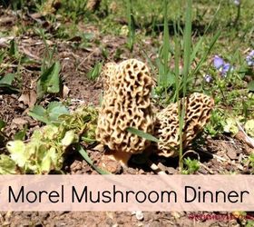 morel mushrooms, gardening, homesteading