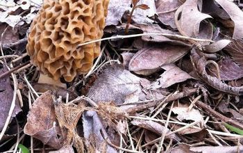 Morel Mushroom - You Should Look for These in Your Yard!