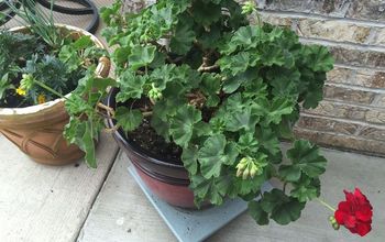 An Update on the Recently Repotted Geranium..geraniums!