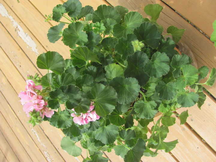 transplanting geraniums