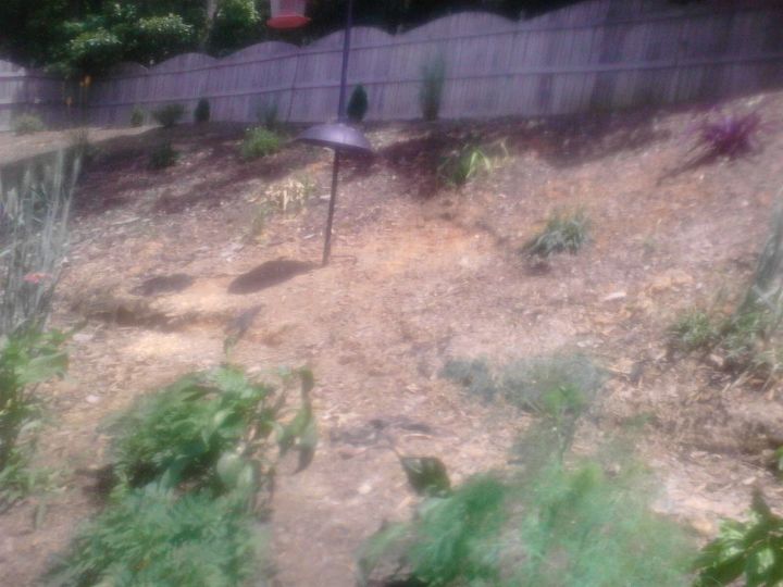 my backyard slope needs serious help, More erosion I m thinking some sort of ground cover