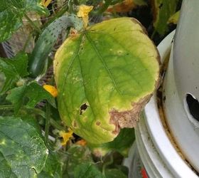 q cucumber leaf discolored, container gardening, gardening, homesteading