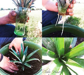 planting a pineapple top, container gardening, gardening, how to