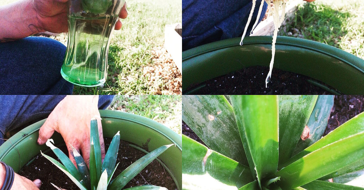 Cómo plantar una piña | Hometalk