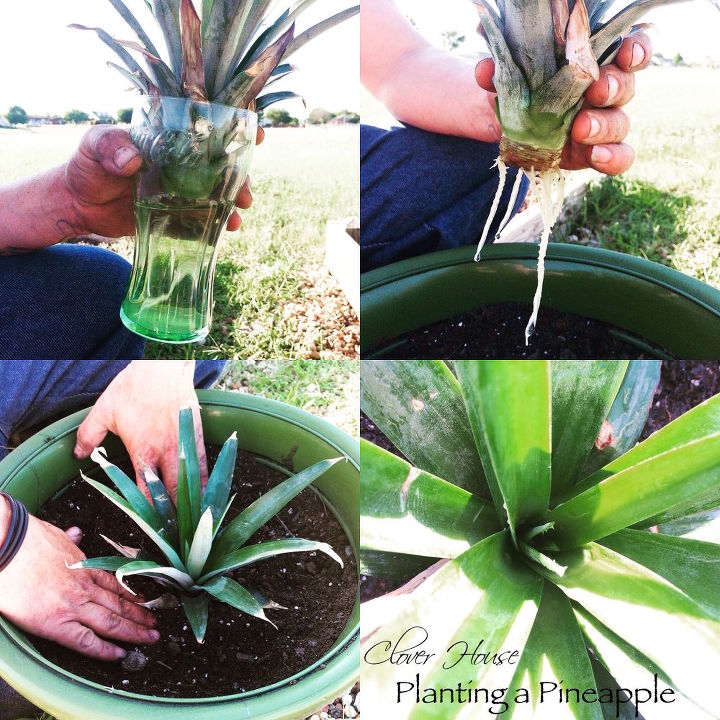 Cómo plantar una piña | Hometalk