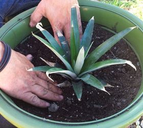 planting a pineapple top, container gardening, gardening, how to