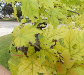 what could be the problem of browning on autumn blaze maple