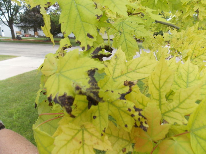 what could be the problem of browning on autumn blaze maple