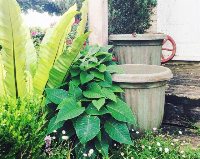 here are 10 gorgeous designer tricks for your dollar store pots, Photo via The Palette