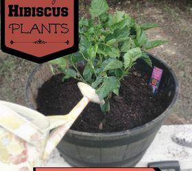 how to pot hibiscus step by step, container gardening, flowers, gardening, hibiscus, how to