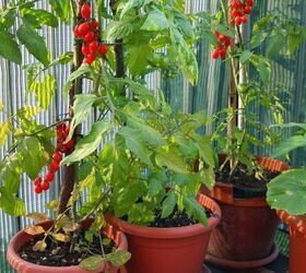 small space gardening with a lush green balcony garden, container gardening, flowers, gardening, porches, urban living, Growing tomatoes in the garden