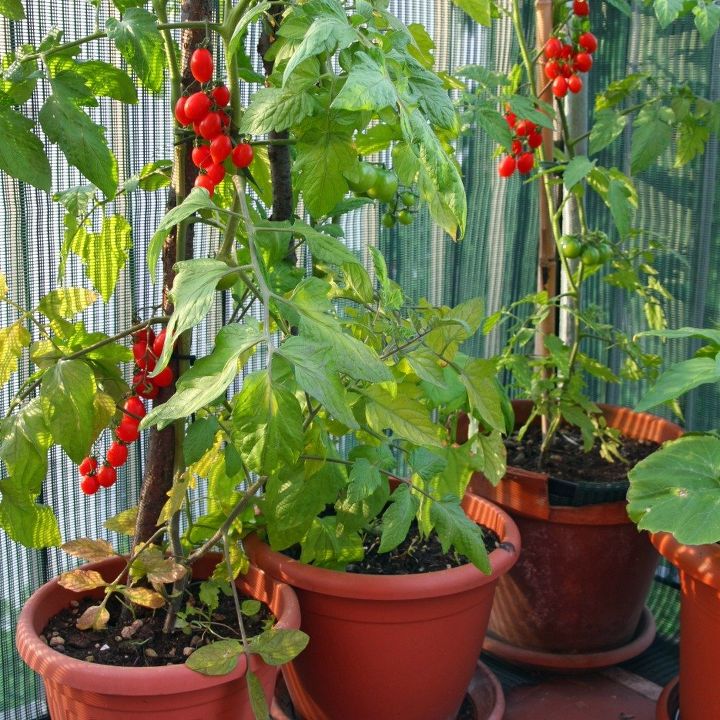 traga o vero para o seu pequeno espao com um jardim de varanda verdejante, Cultivo de tomates no jardim