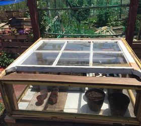up cycled windows into small greenhouse, container gardening, gardening, repurposing upcycling, windows