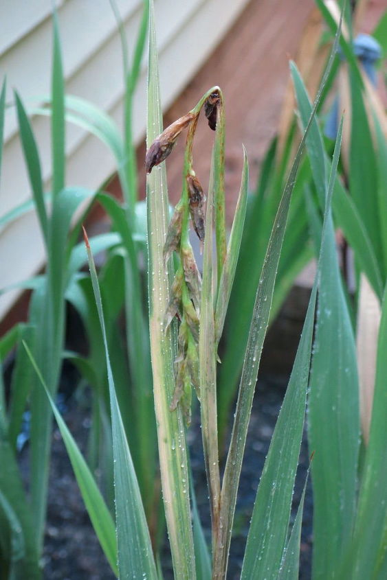 q gladiolus flowers wilting, flowers, gardening