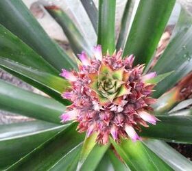 how to grow pineapples, container gardening, gardening, homesteading, how to