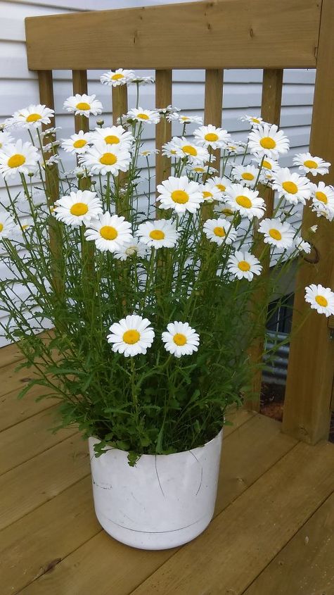 replanting shoveled dugged daisies in a planter, container gardening, flowers, gardening, outdoor living