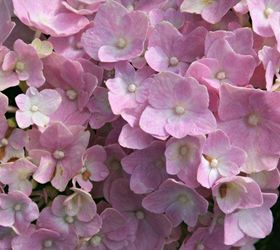 how to care for hydrangea, flowers, gardening, how to, hydrangea