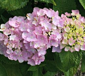 how to care for hydrangea, flowers, gardening, how to, hydrangea