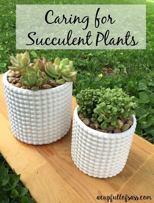 how to care for succulent plants, container gardening, flowers, gardening, how to, succulents