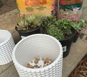 how to care for succulent plants, container gardening, flowers, gardening, how to, succulents