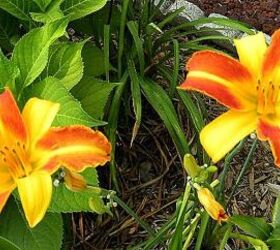 growing daylilies a must have in the garden, flowers, gardening